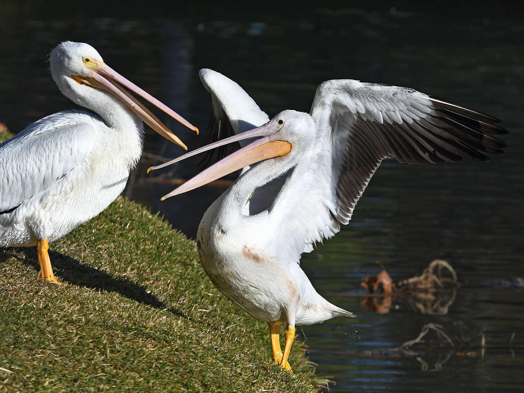 Pelican6.jpg