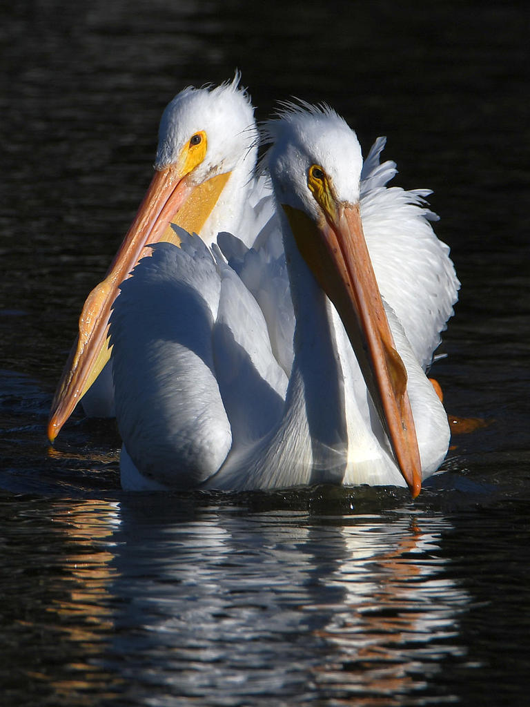 Pelican6.jpg