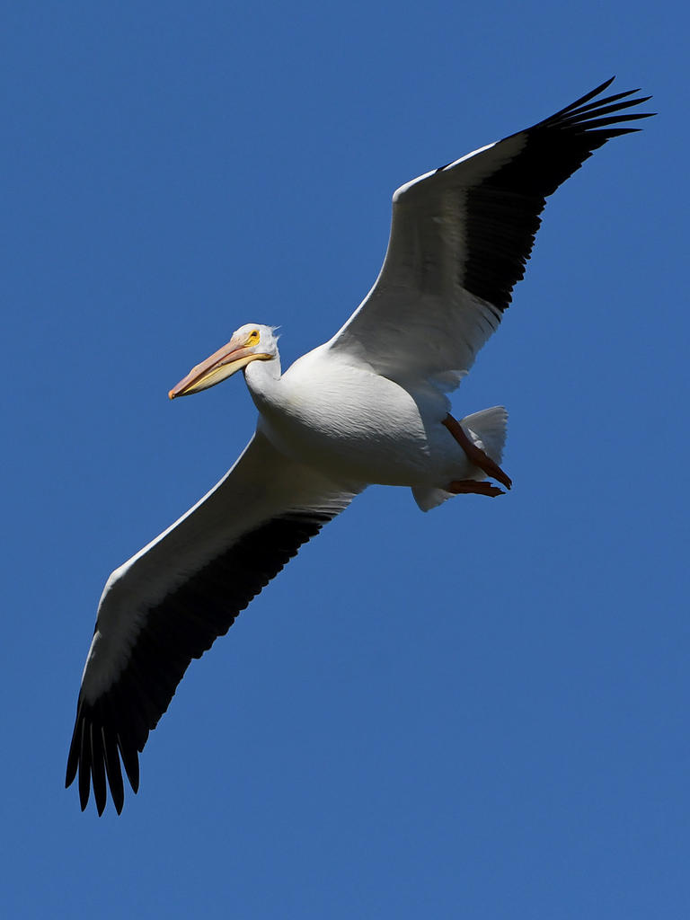 Pelican6.jpg