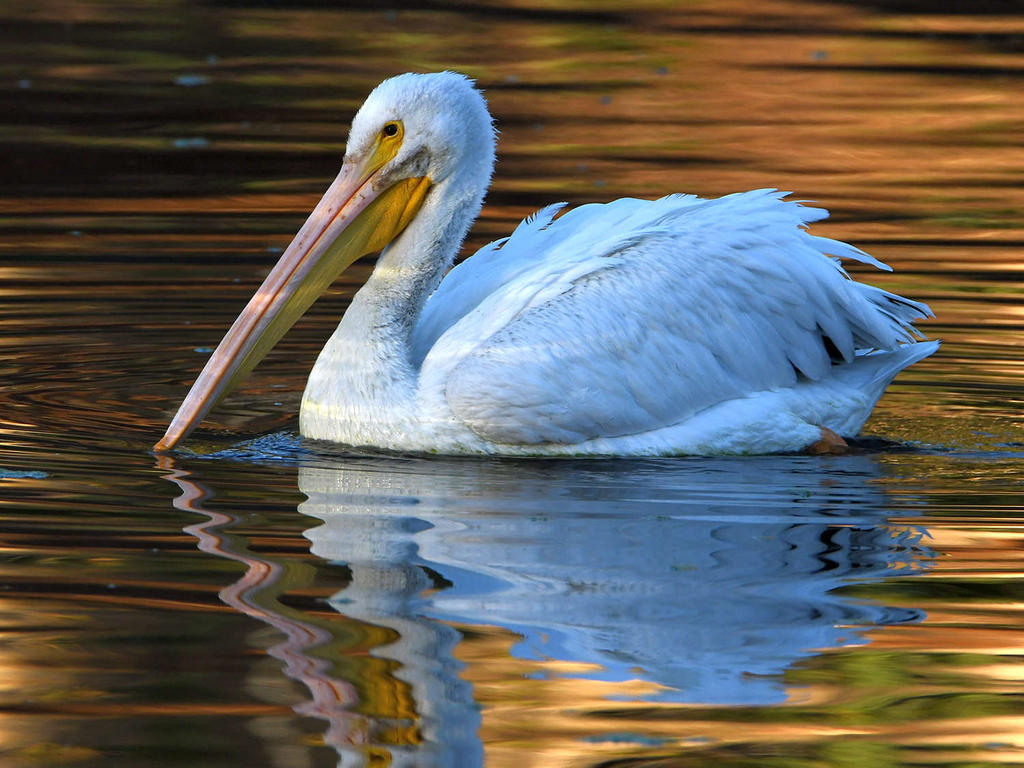 Pelican6.jpg