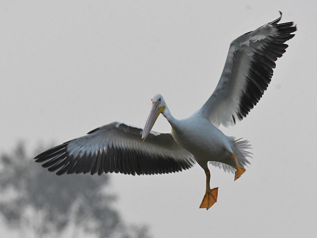 Pelican6.jpg