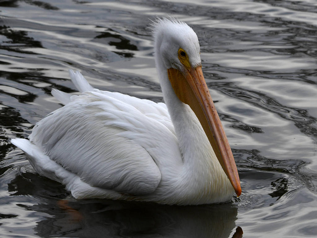 Pelican6.jpg