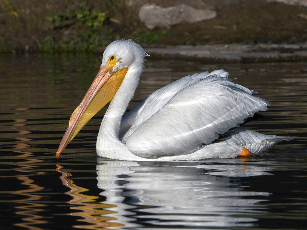 Pelican6.jpg