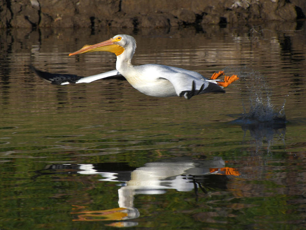 Pelican6.jpg