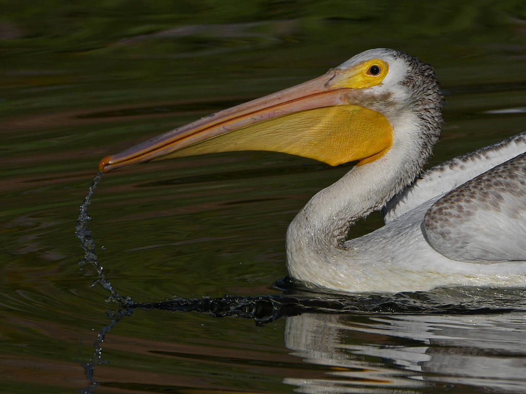 Pelican6.jpg