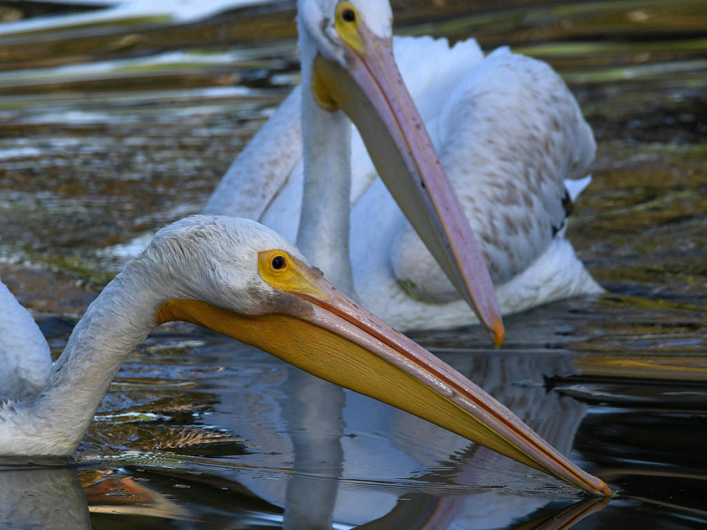 Pelican6.jpg