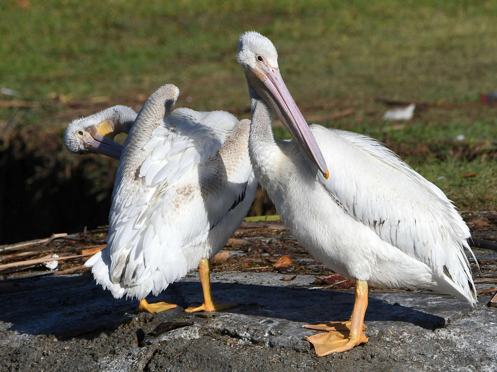 Pelican6.jpg