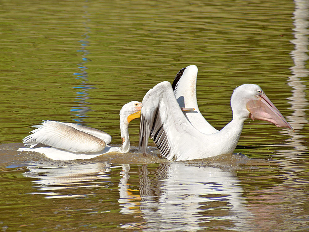 Pelican7.jpg