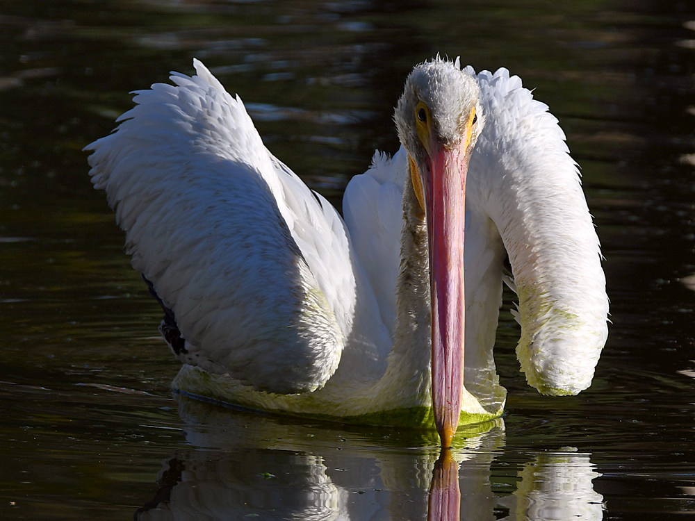 Pelican7.jpg