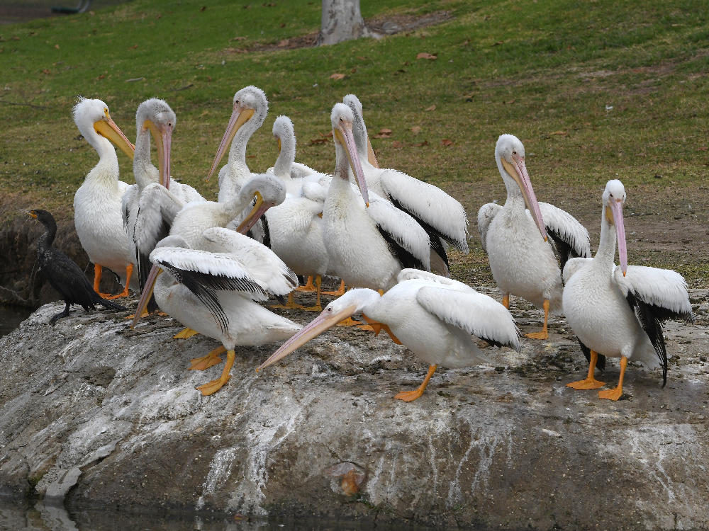 Pelican7.jpg