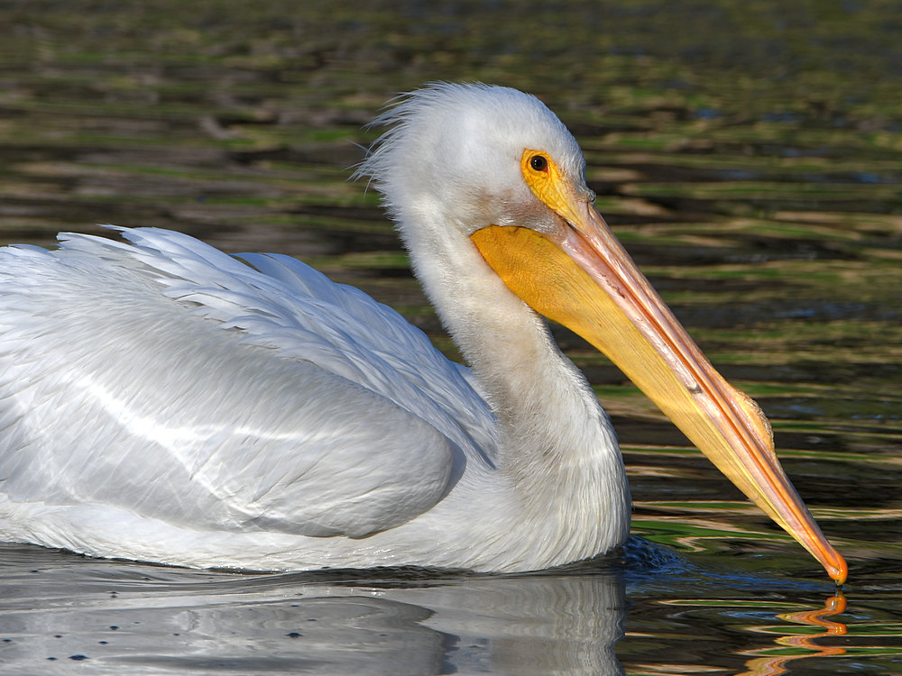 Pelican7.jpg