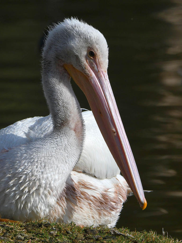 Pelican7.jpg