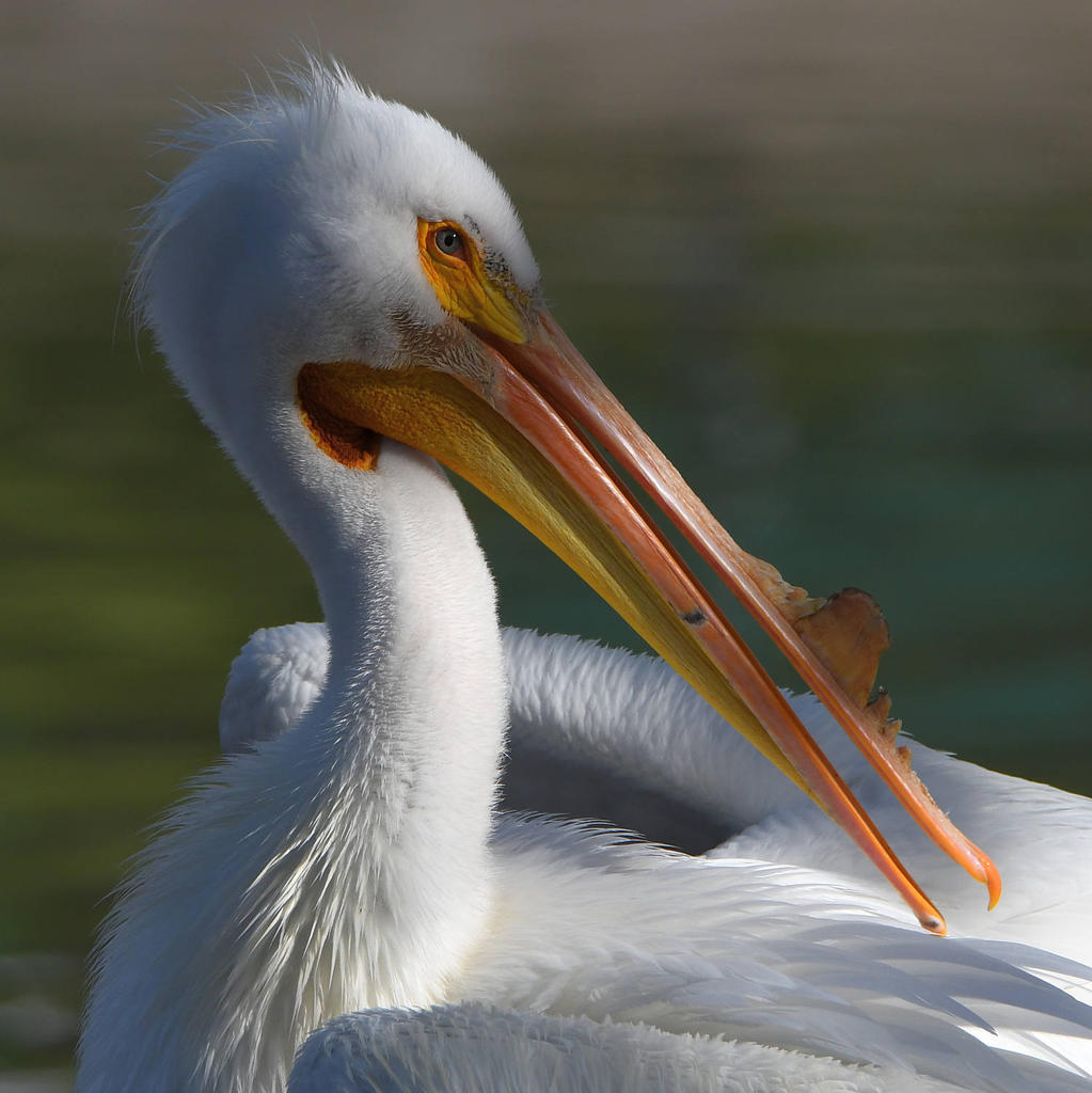 Pelican7.jpg