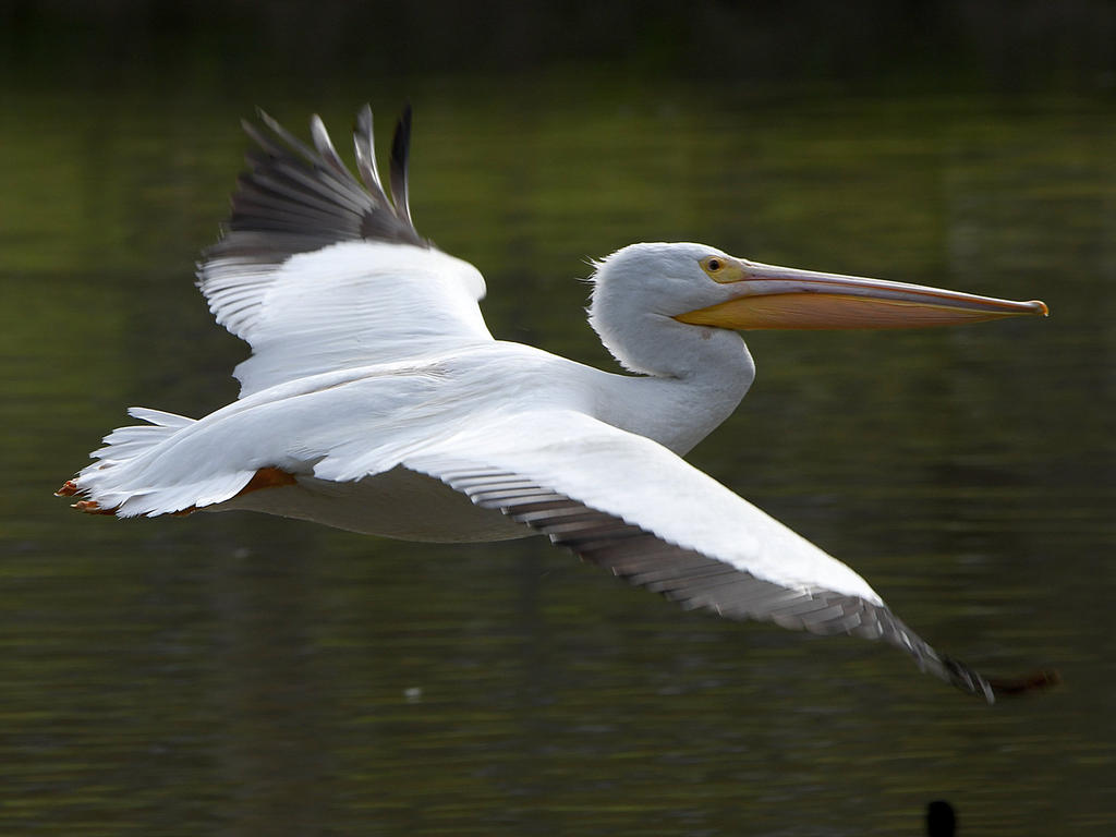 Pelican7.jpg