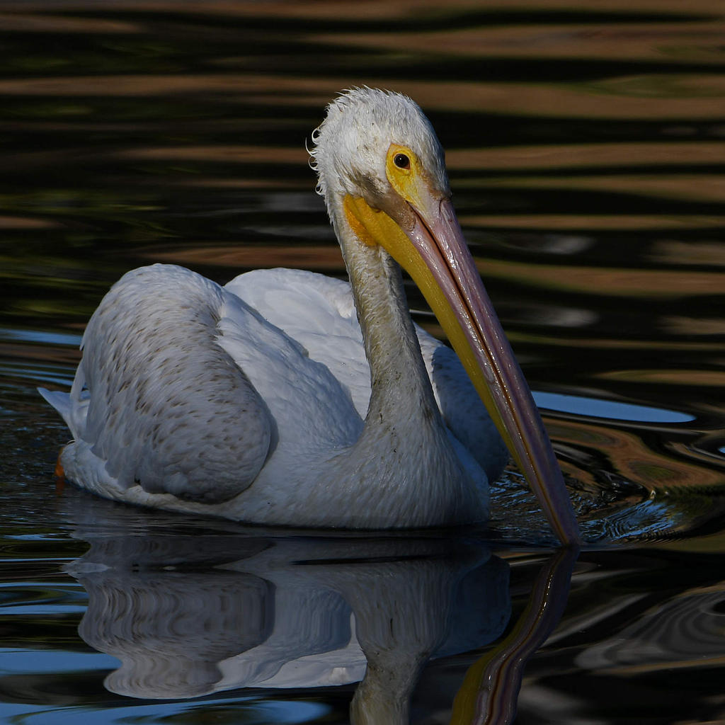 Pelican7.jpg