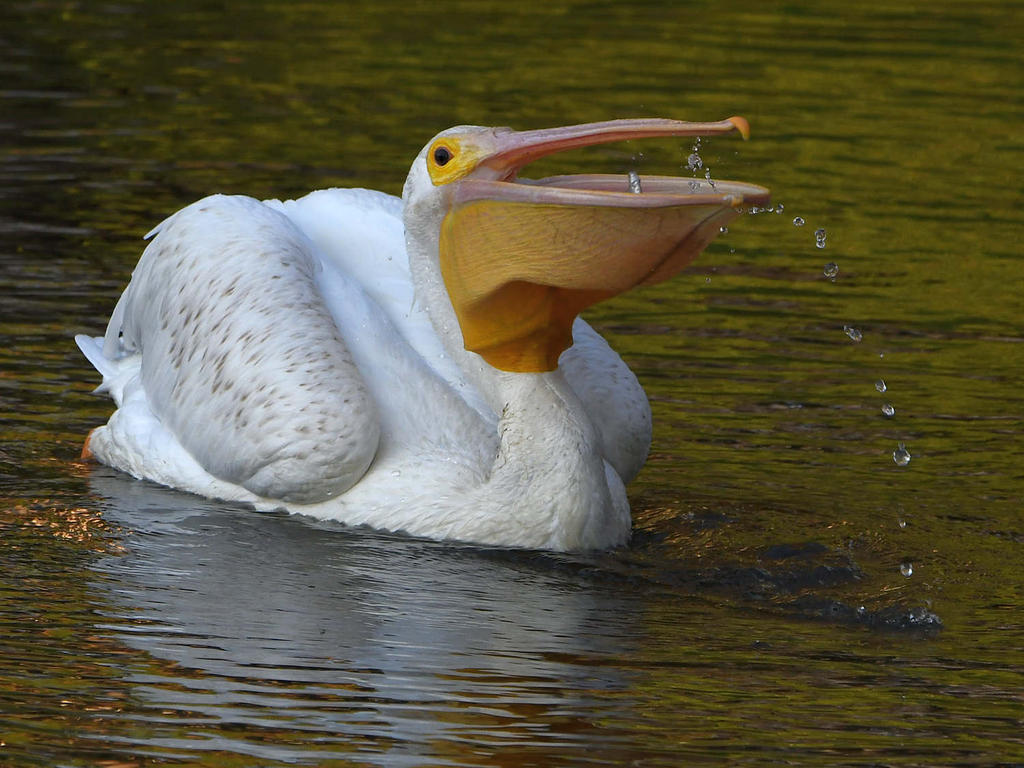 Pelican7.jpg