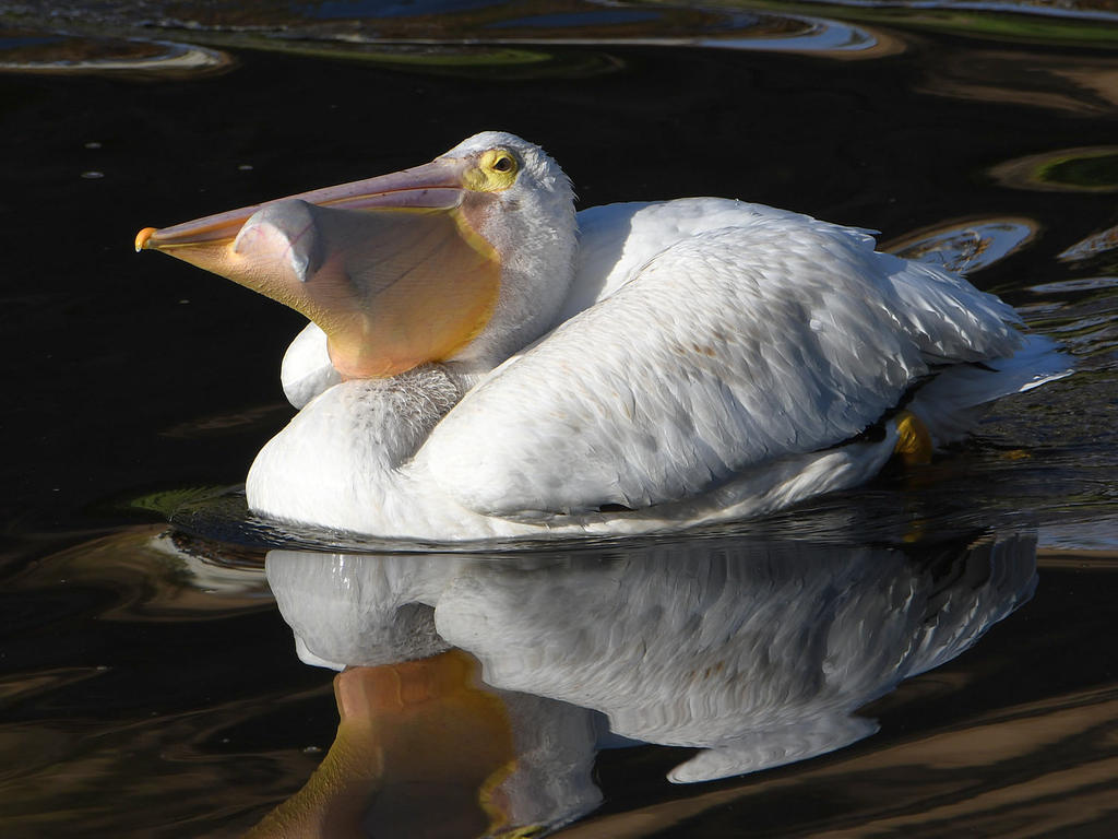 Pelican7.jpg