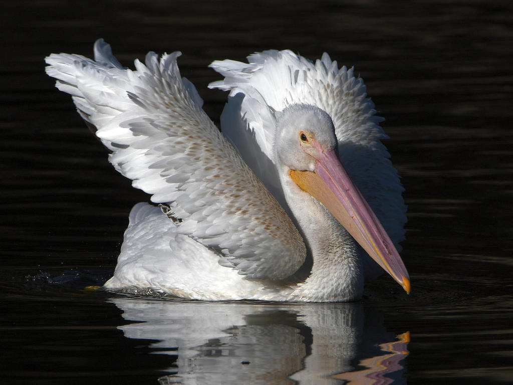 Pelican7.jpg