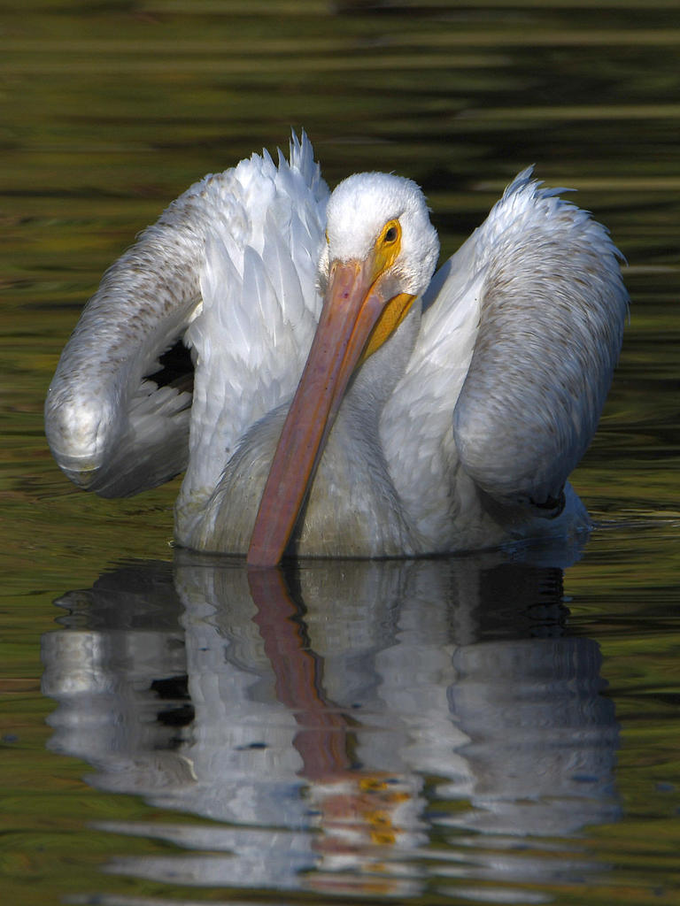 Pelican7.jpg