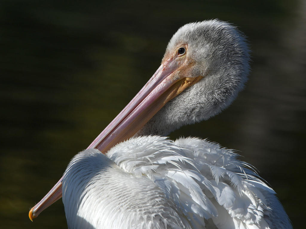 Pelican7.jpg