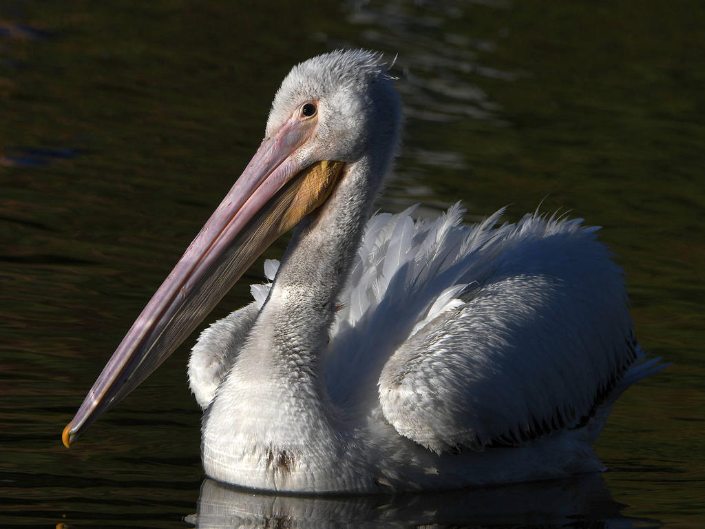 Pelican7.jpg