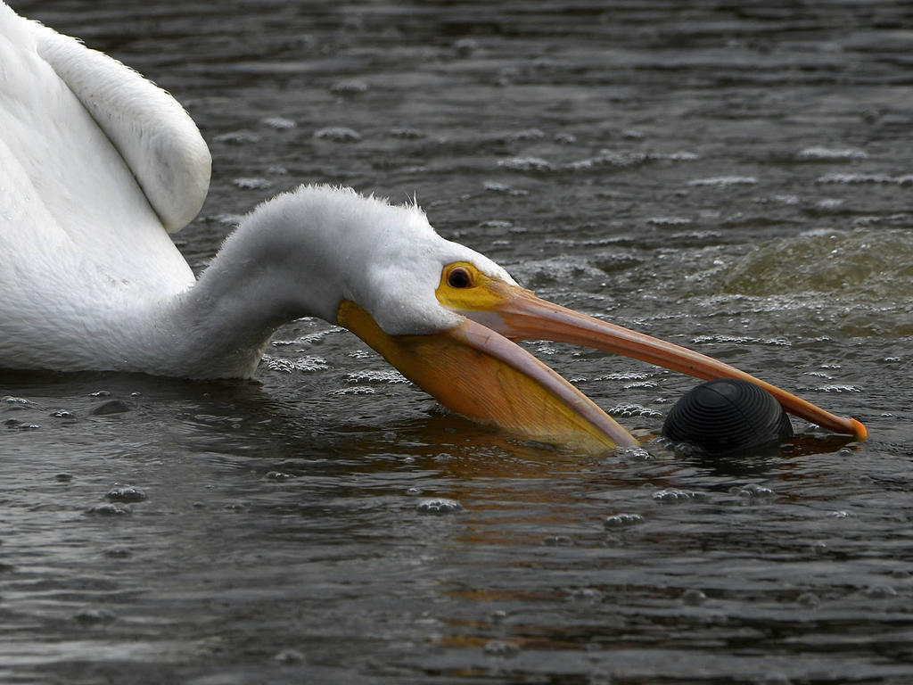 Pelican7.jpg