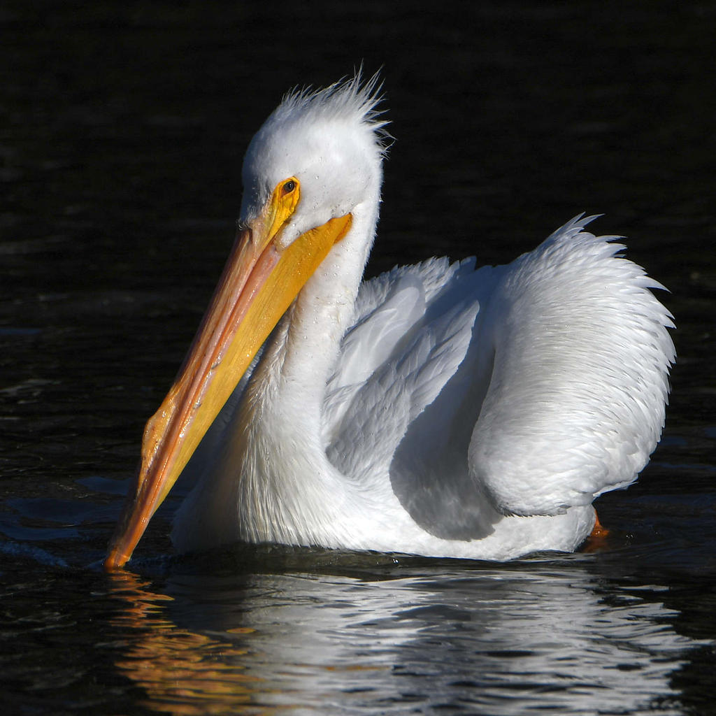 Pelican7.jpg