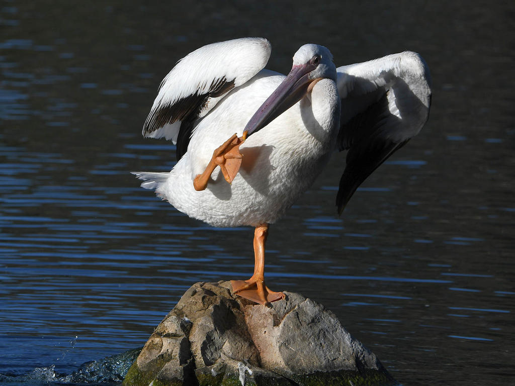 Pelican7.jpg