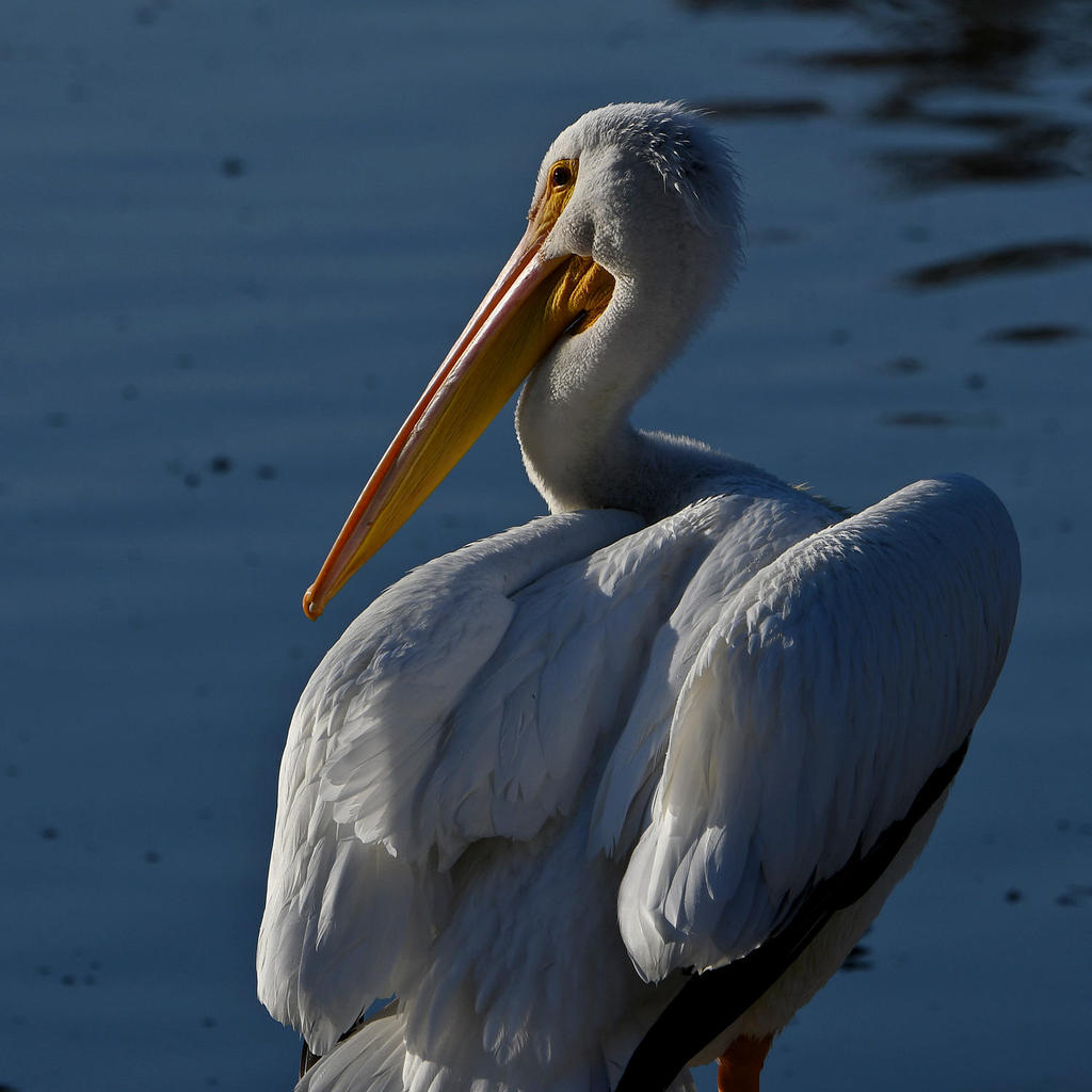Pelican7.jpg
