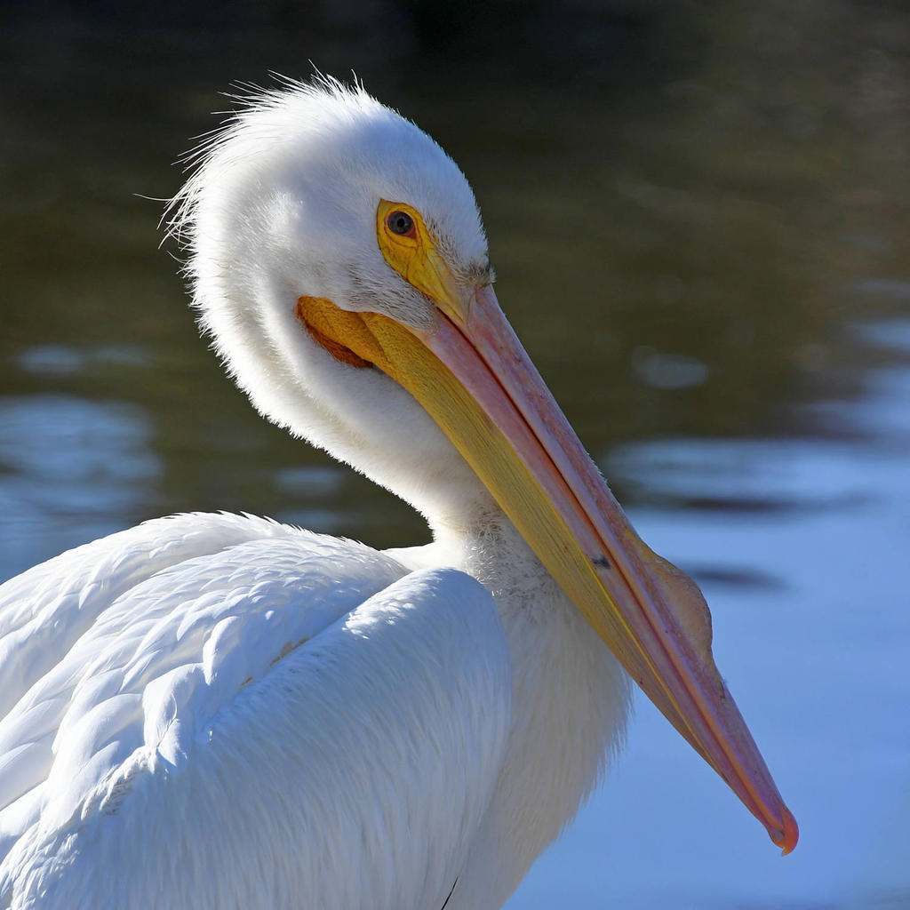 Pelican7.jpg