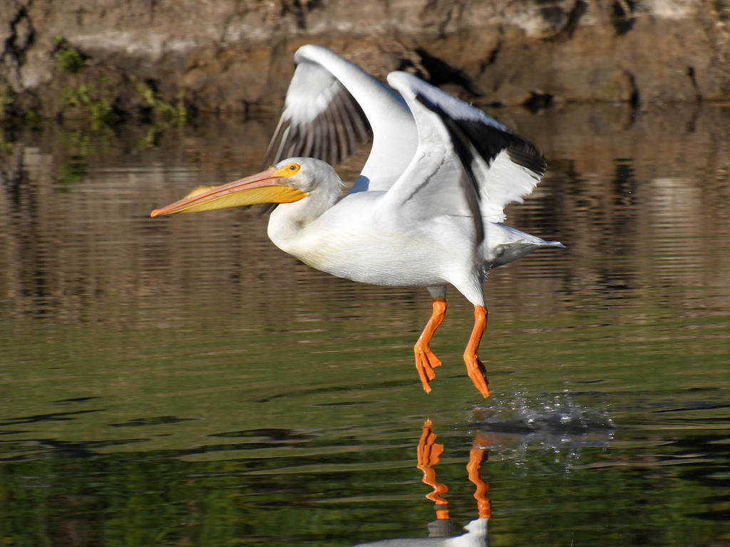 Pelican7.jpg