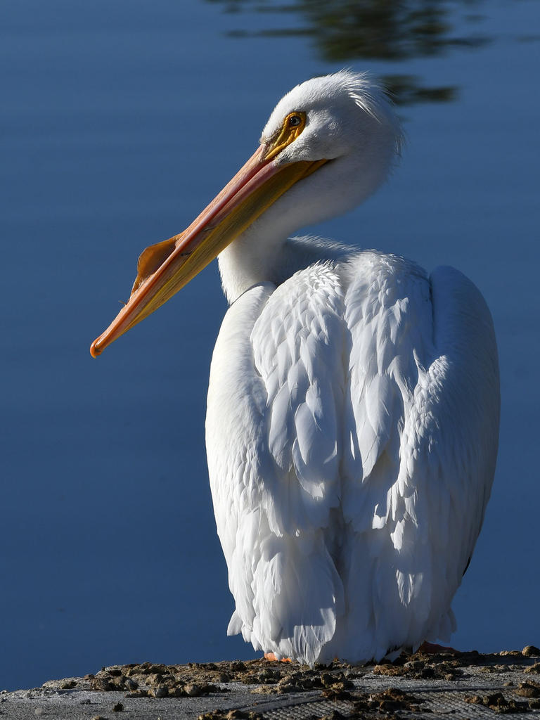 Pelican7.jpg