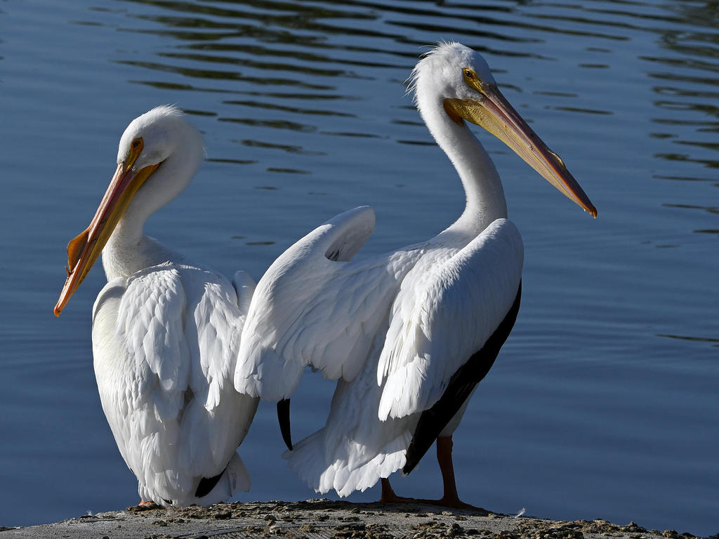 Pelican7.jpg