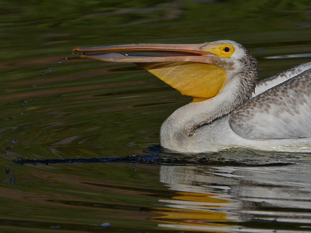 Pelican7.jpg