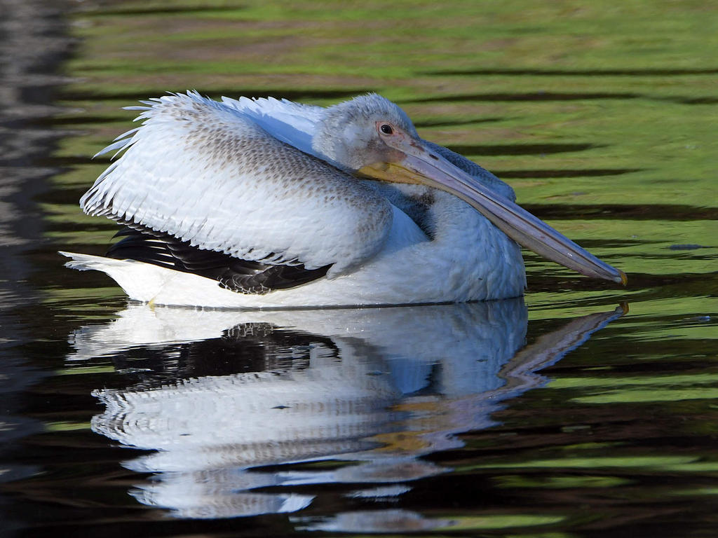 Pelican7.jpg