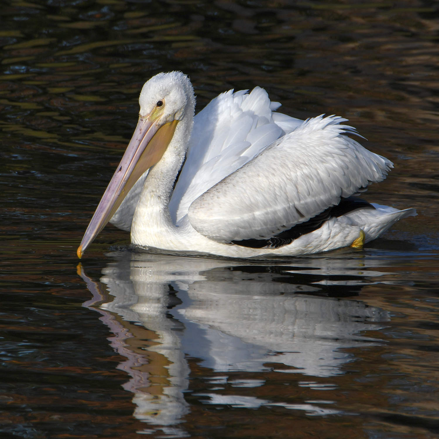 Pelican7.jpg