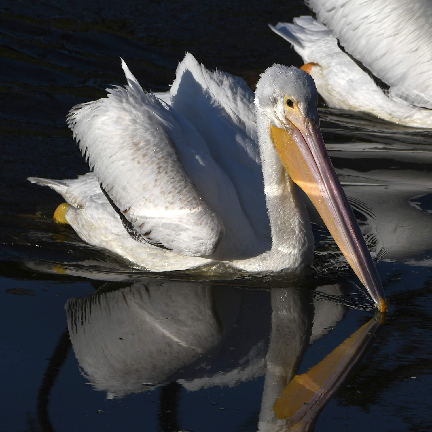 Pelican7.jpg