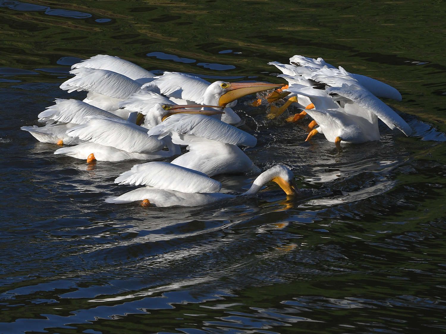 Pelican7.jpg