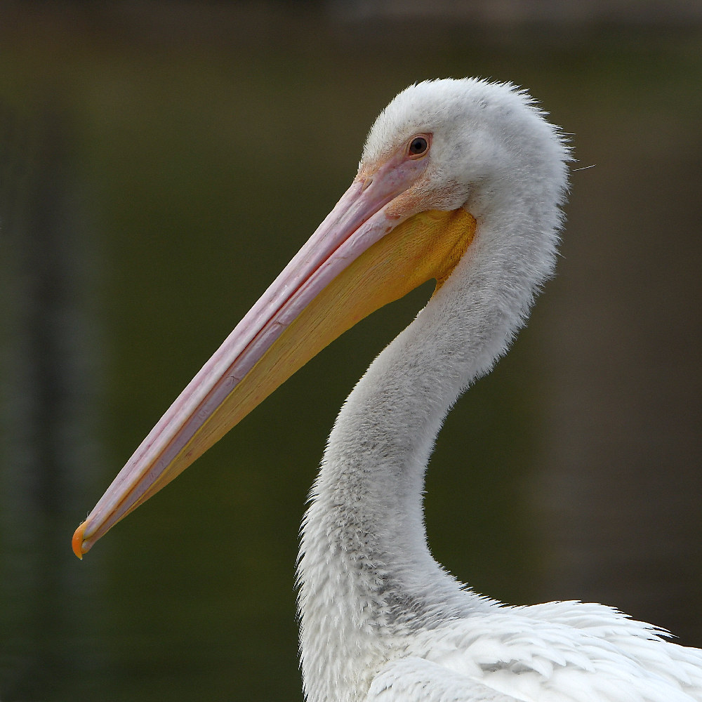 Pelican8.jpg