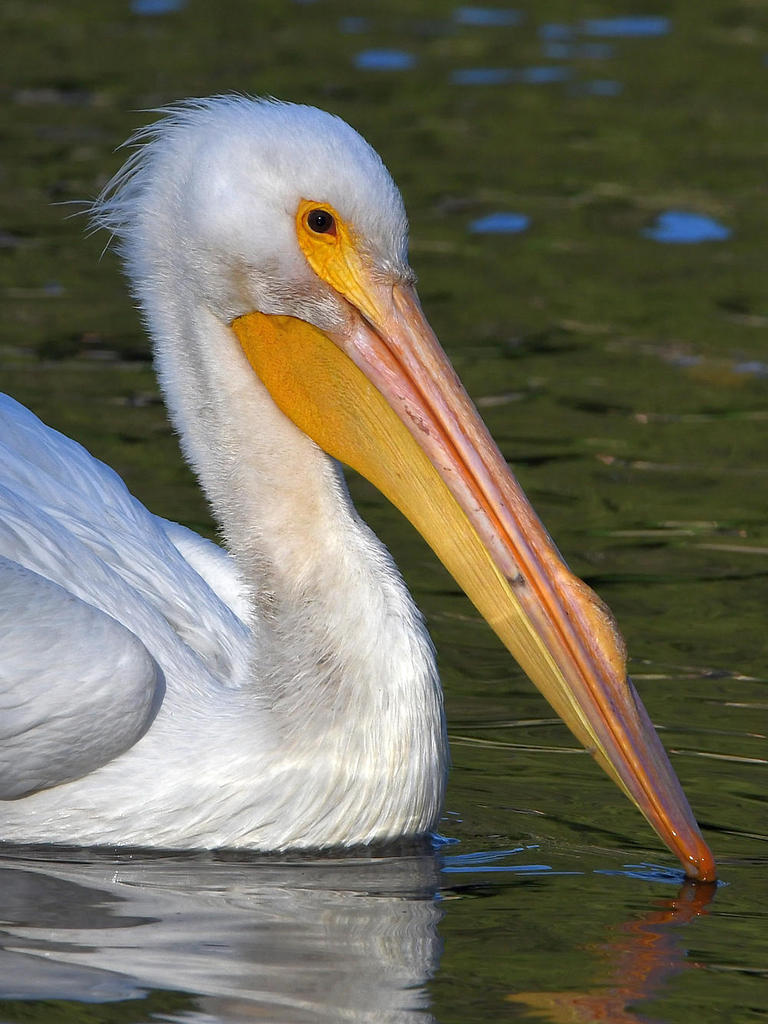 Pelican8.jpg