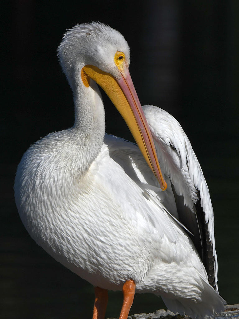 Pelican8.jpg