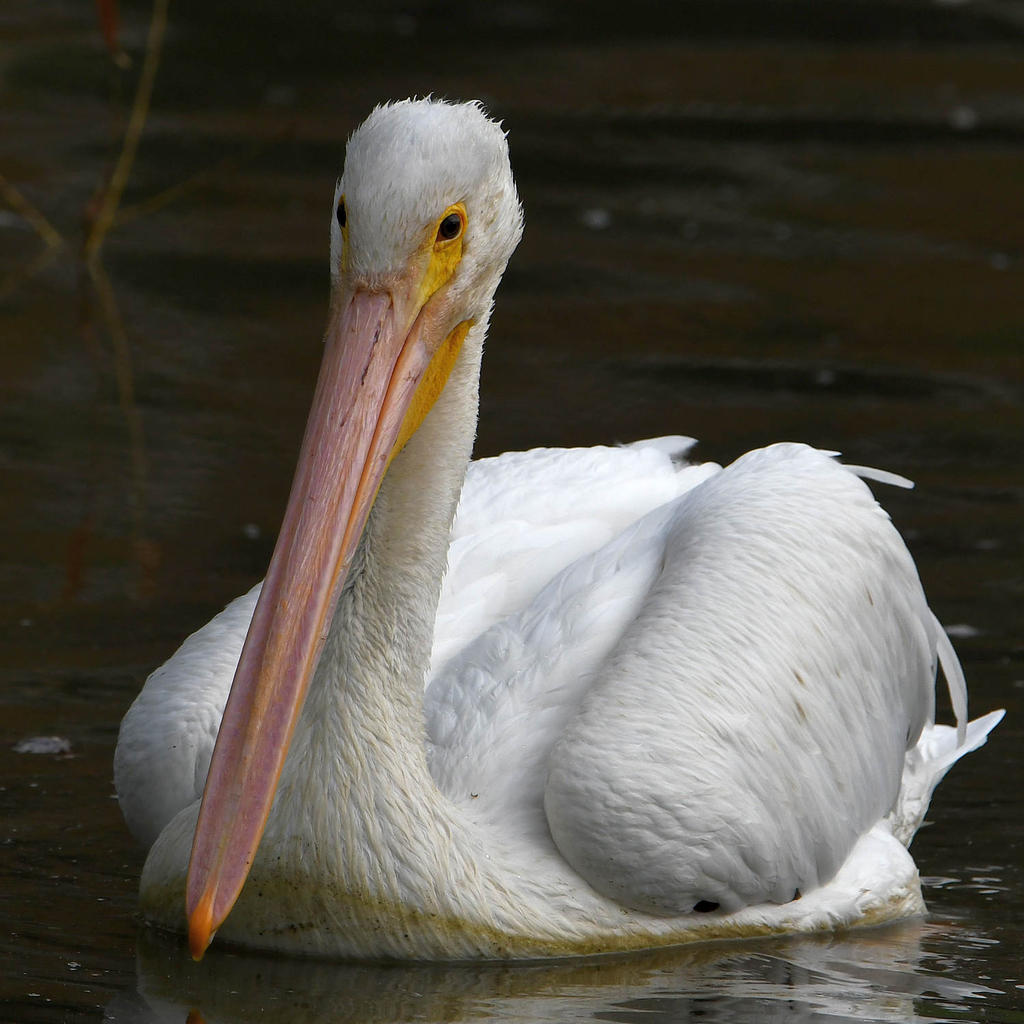 Pelican8.jpg
