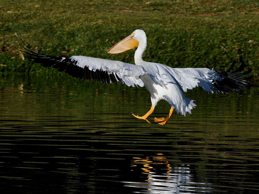 Pelican8.jpg