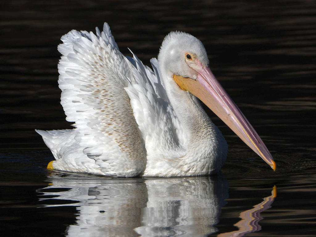 Pelican8.jpg