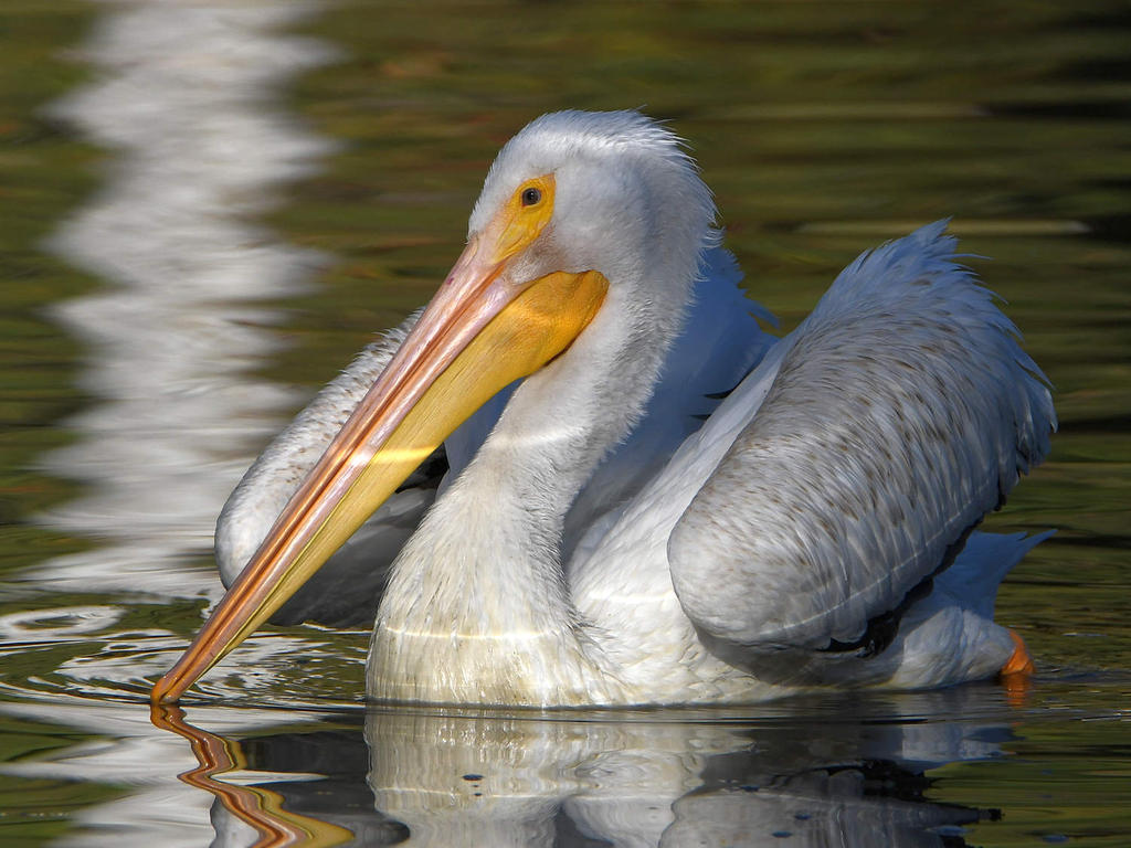 Pelican8.jpg