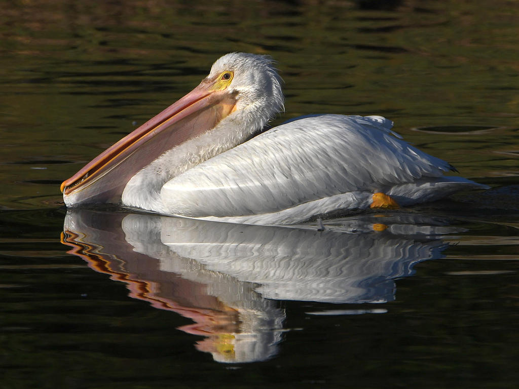 Pelican8.jpg