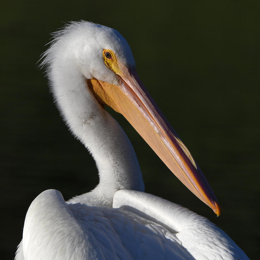 Pelican8.jpg