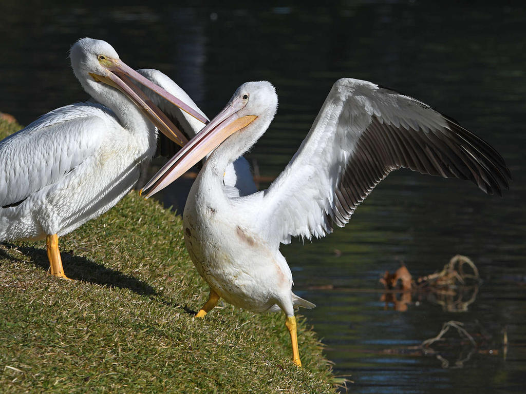 Pelican8.jpg