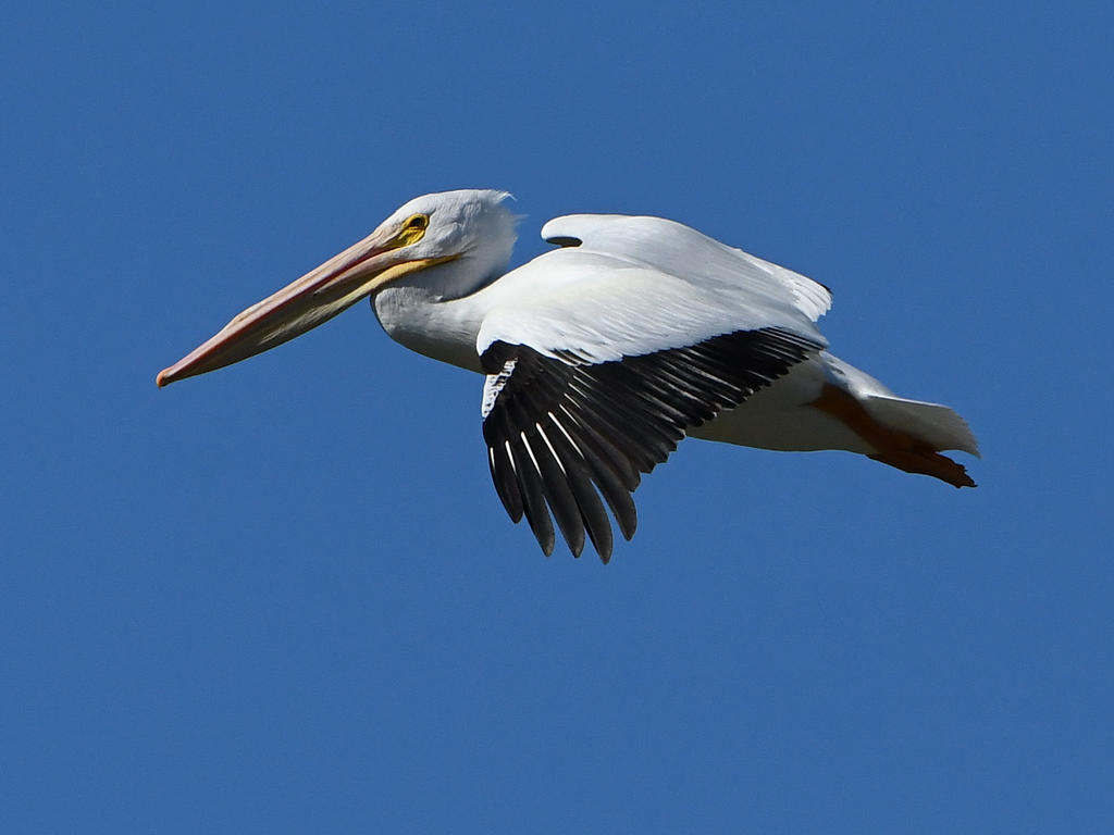 Pelican8.jpg