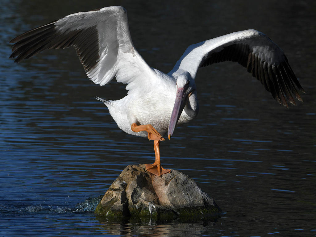 Pelican8.jpg
